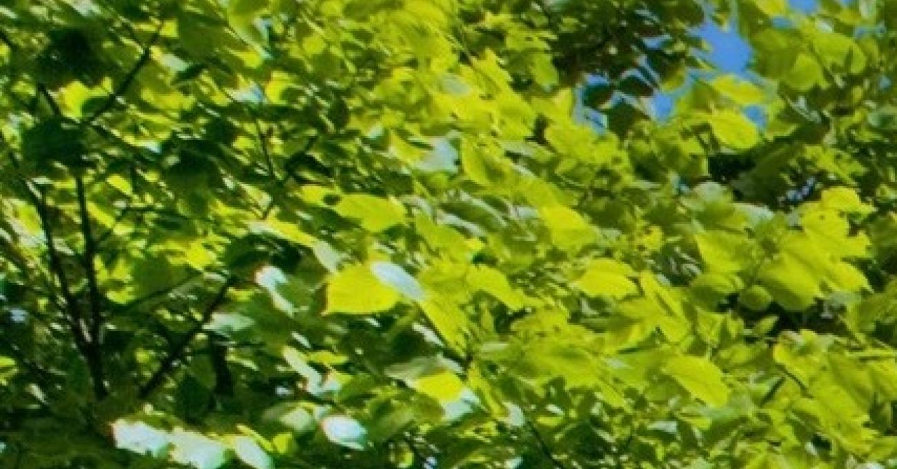 Schmidt GmbH & Co. KG